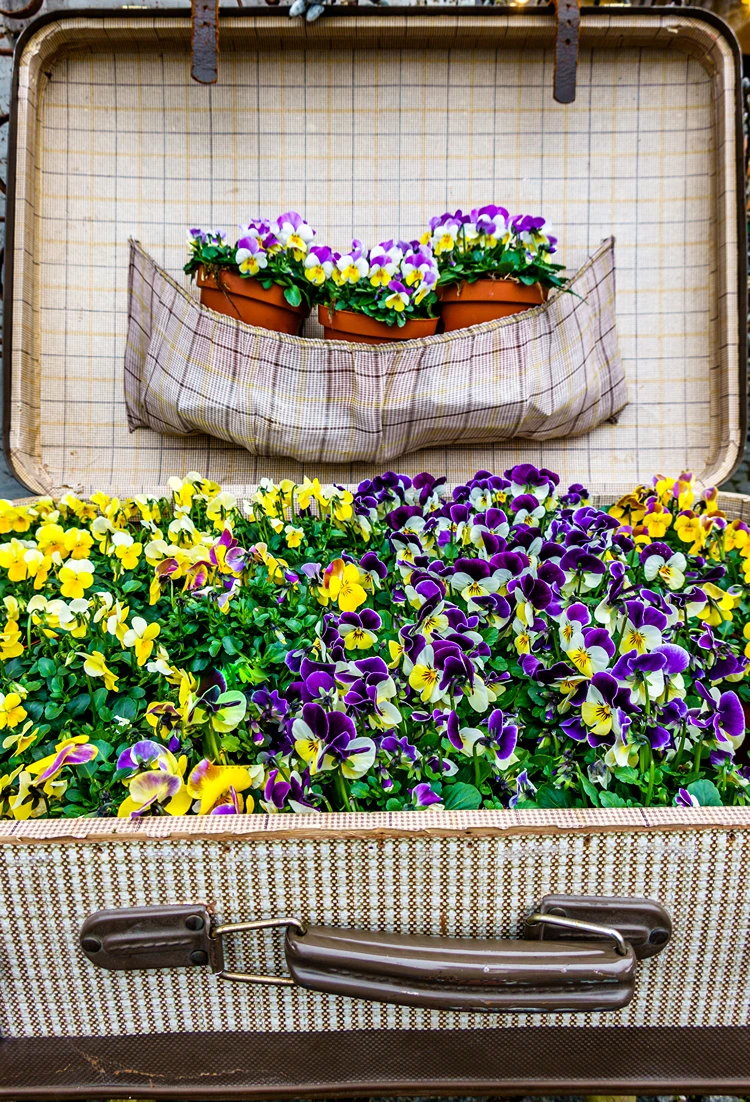 stiefmütterchen in altem koffer farbenfrohes arranngement