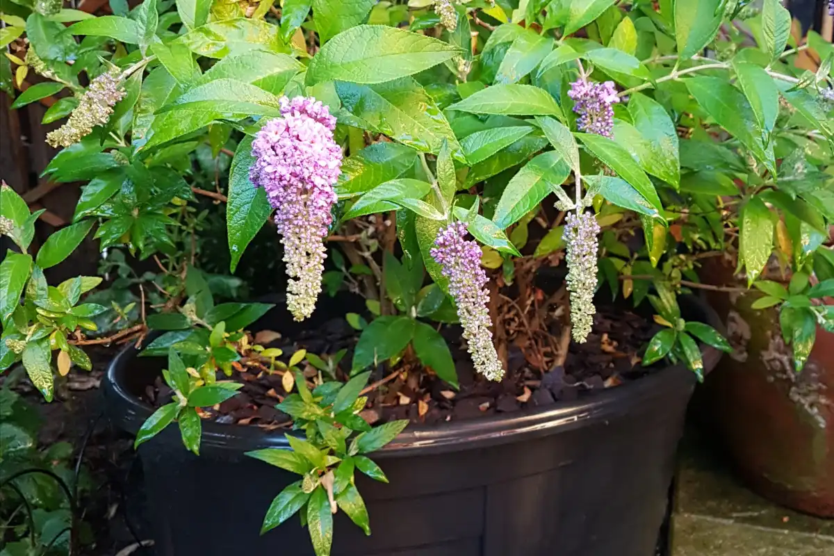 verwandeln sie den balkon in ein paradies für schmetterlinge sommerflieder im kübel sorgt für blütenpracht
