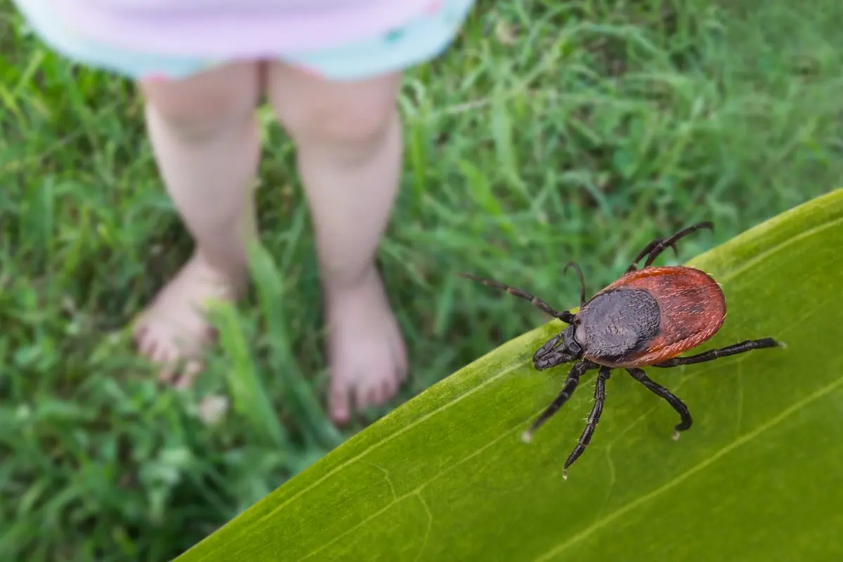 Welches Tier frisst Zecken und kann zur Bekämpfung in den Garten gelockt werden