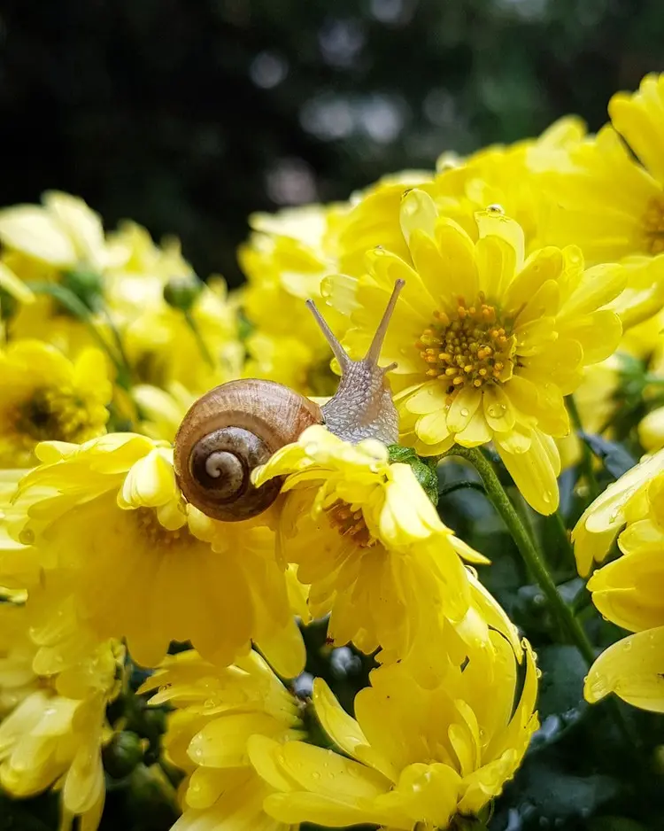 Wie kann man einer Schneckenplage auf den schönen Blumen vorbeugen