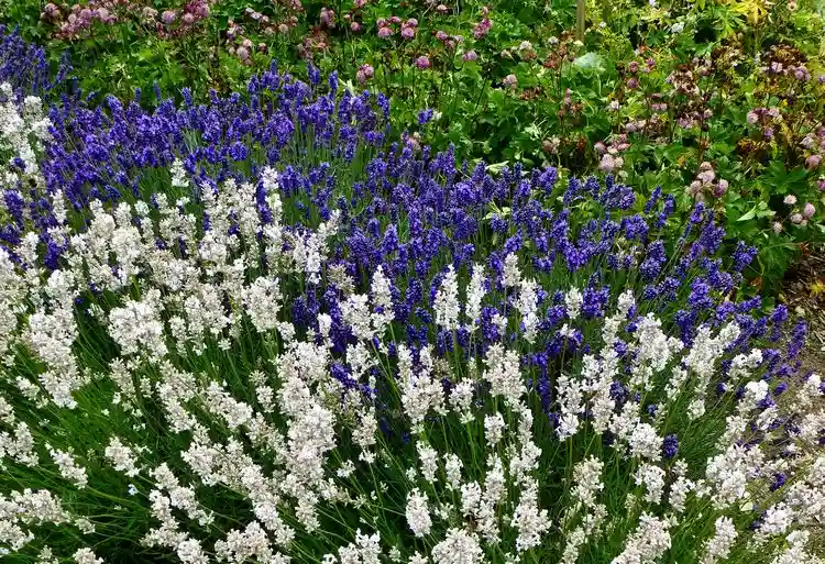 wie lange blüht weißer lavendel