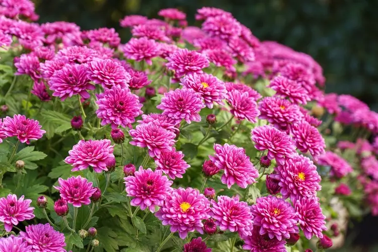 Wie Sie die Weichtiere loswerden und die Pflanzen schützen