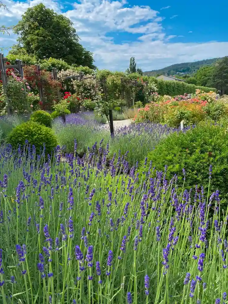 winterharte lavendelsorte