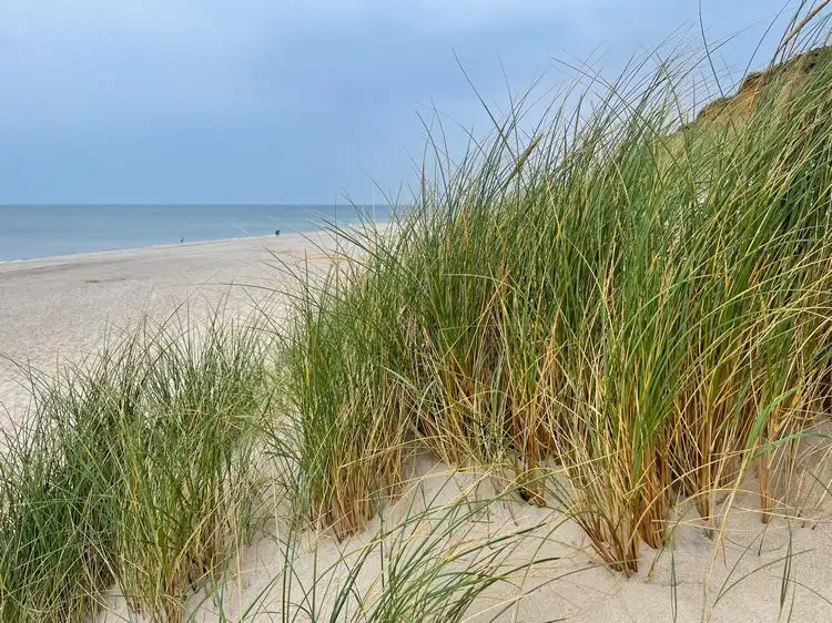 amerikanischer strandhafer (ammophila breviligulata)