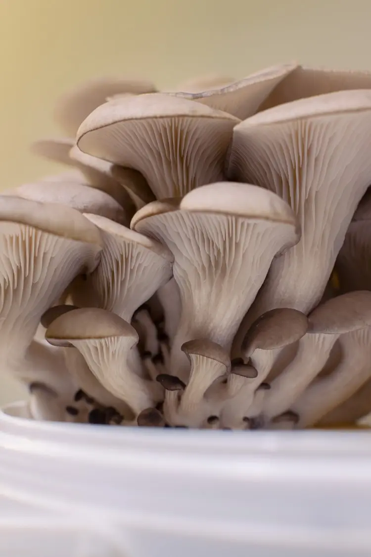 Austernpilze ganz einfach auf Kaffeesatz züchten, ganz ohne Garten