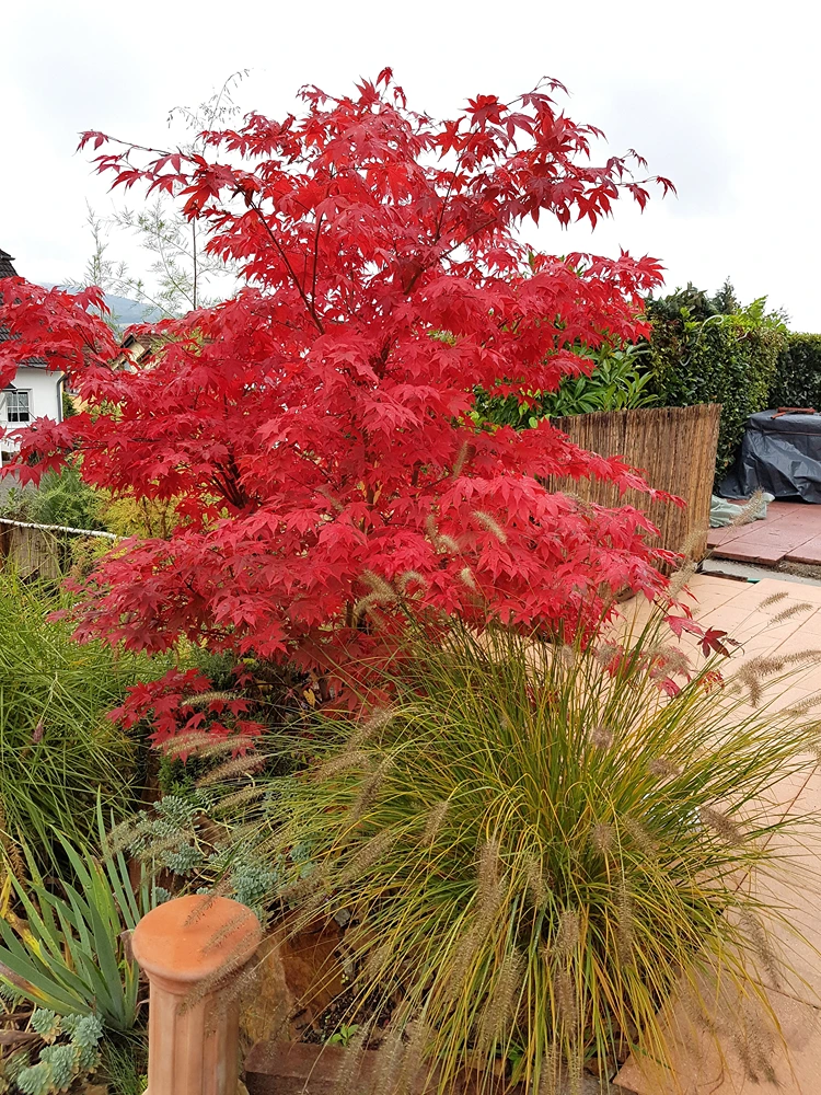 beet mit struktur und bewegung gräser, ahorn und sukkulenten umrahmen einen dekorativen säulenstein