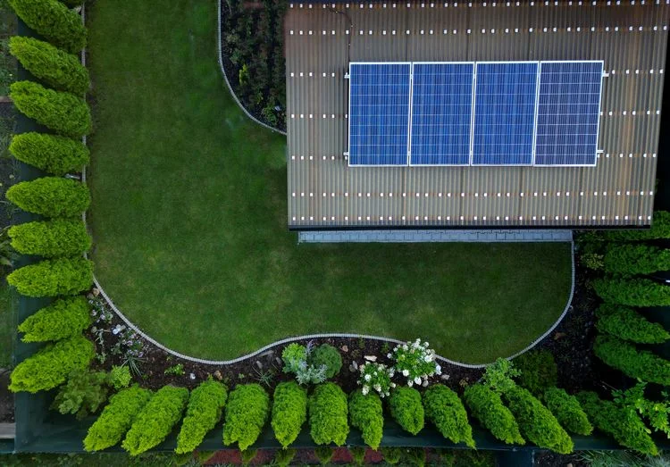 begleitpflanzen, die als sichtschutz dienen und für eleganz im garten sorgen