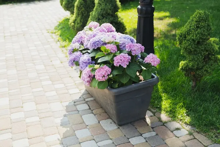 Besonders wichtig ist Sonnenschutz für Hortensien im Topf