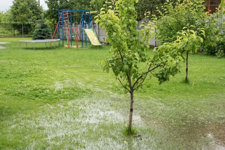 binden und beschneiden, um stabilität zu schaffen unwetter im garten