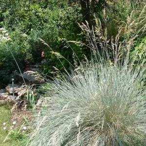 Blaustrahlhafer Gras ohne Schnitt im Herbst Kathryn Roach