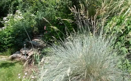 Blaustrahlhafer Gras ohne Schnitt im Herbst Kathryn Roach