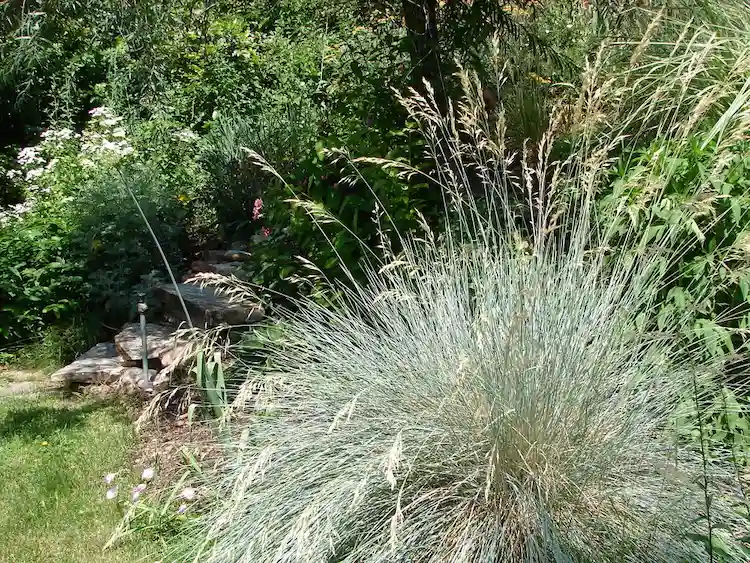 Blaustrahlhafer Gras ohne Schnitt im Herbst Kathryn Roach