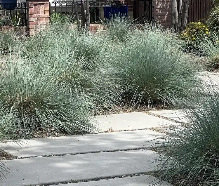 Blaustrahlhafer Gras um den Gartenweg im Herbst