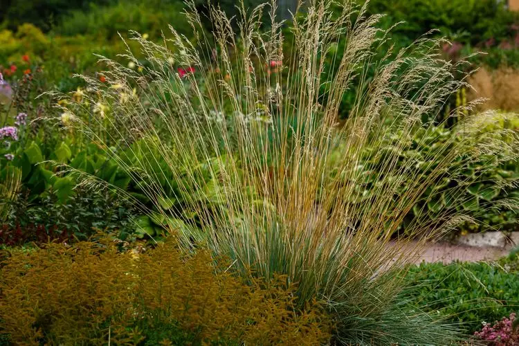 blaustrahlhafer (helictotrichon sempervirens)