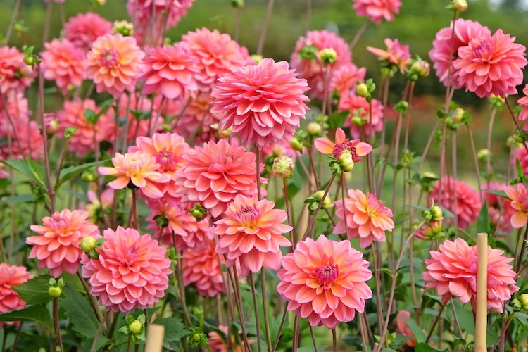 Blütenbildung bei Dahlien fördern Tipps