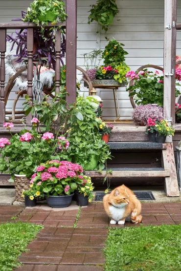 blumen für september oktober auf der terrasse