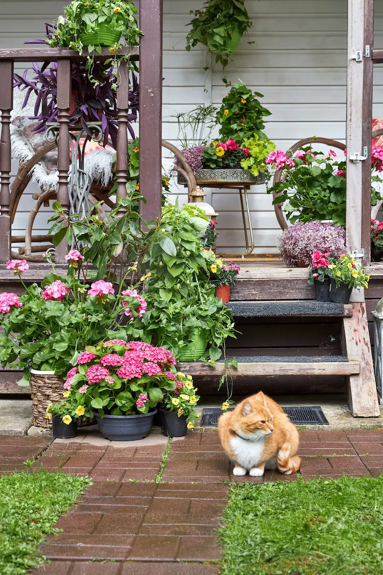 blumen für september oktober auf der terrasse