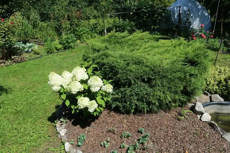 bodenbedingungen beachten leicht saure, gut durchlässige erde für diese pflanzen