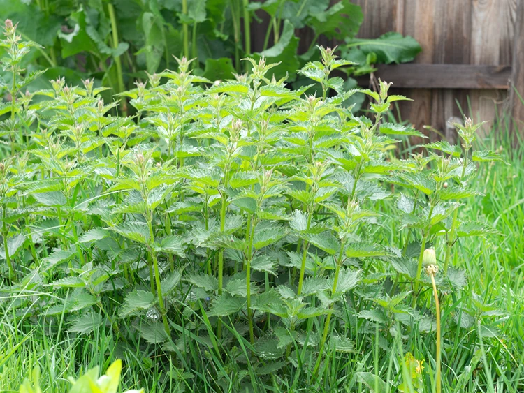 brennnessel stickstoffanzeiger und nützling im garten