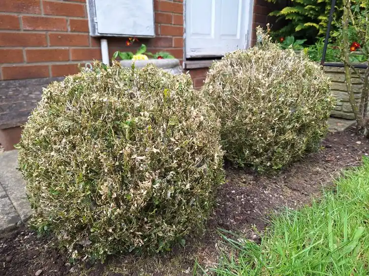 buchsbaum düngen nach zünslerbefall der weg zurück zur grünen schönheit
