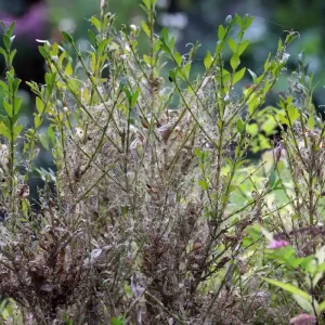 buchsbaum düngen nach zünslerbefall wie sie ihren buchsbaum wieder in form bringen können!
