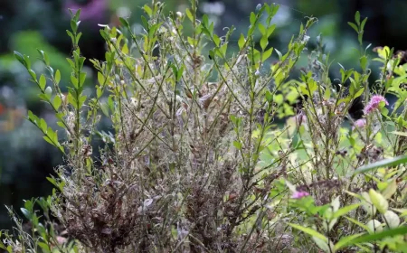 buchsbaum düngen nach zünslerbefall wie sie ihren buchsbaum wieder in form bringen können!