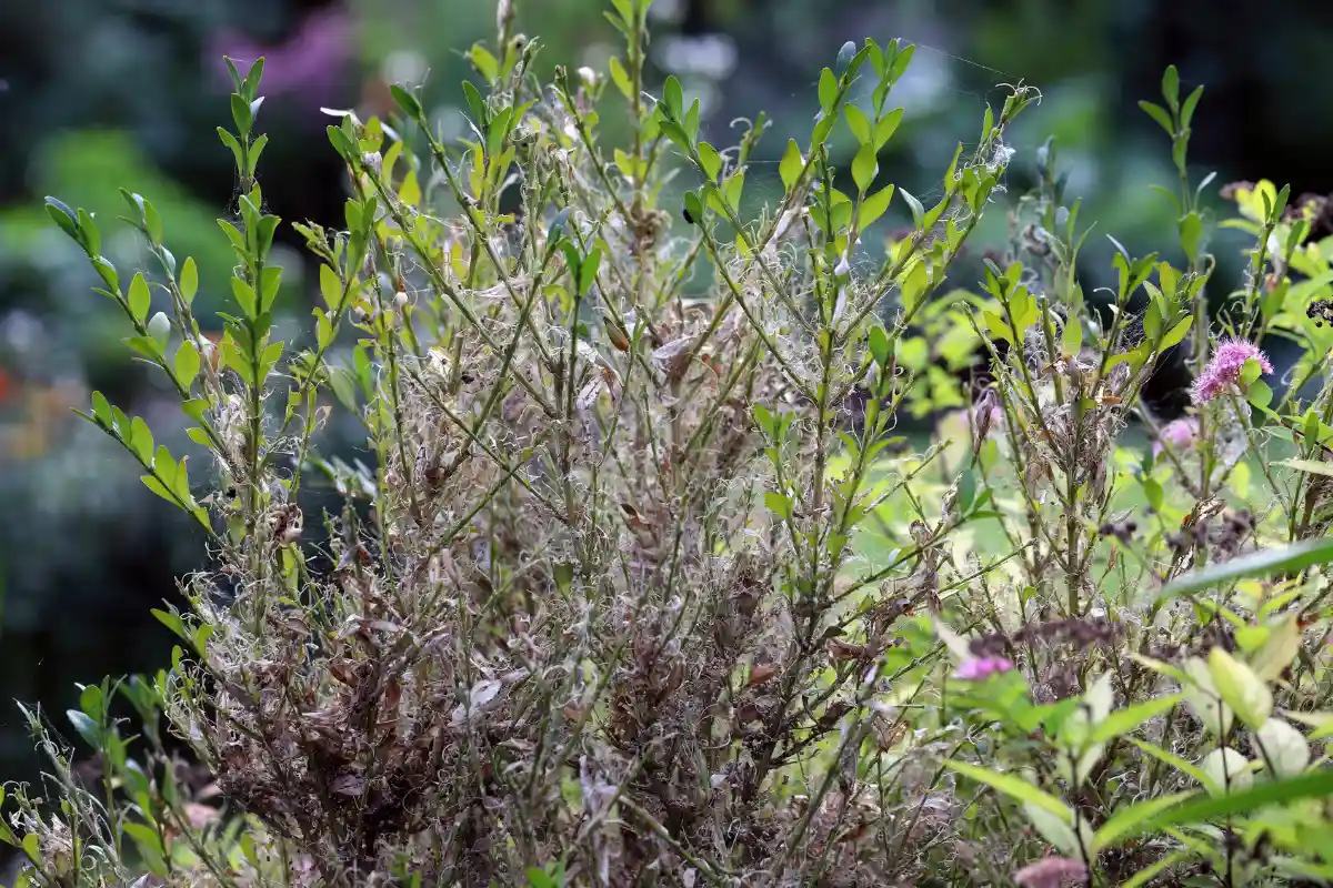 buchsbaum düngen nach zünslerbefall wie sie ihren buchsbaum wieder in form bringen können!
