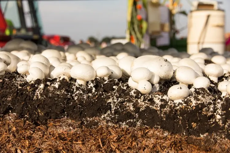 Champignons können auf Kaffeesatz wachsen, erfordern aber mehr Erfahrung und Geduld