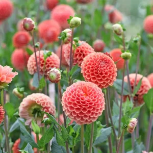 Dahlien erneut im August zum Blühen bringen Tipps