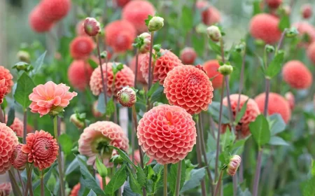 Dahlien erneut im August zum Blühen bringen Tipps