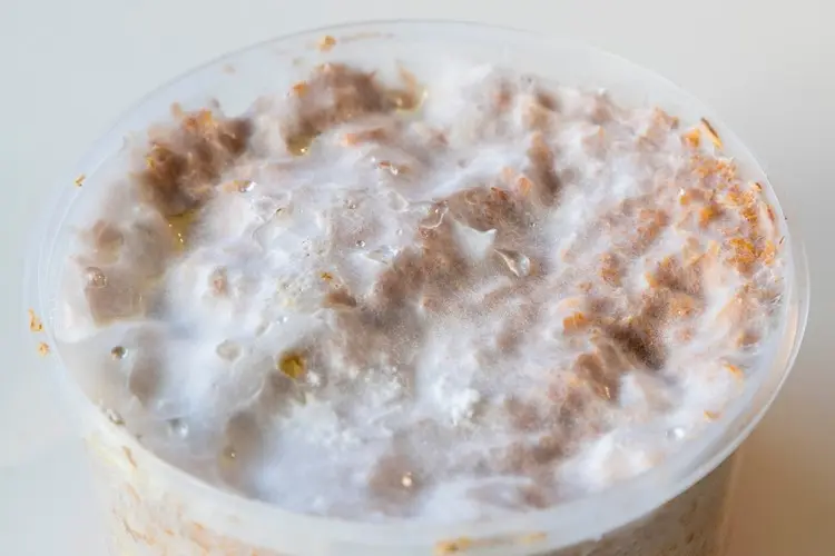 Damit sich die Pilzmyzel ausbreiten können, braucht es Wärme und Feuchtigkeit