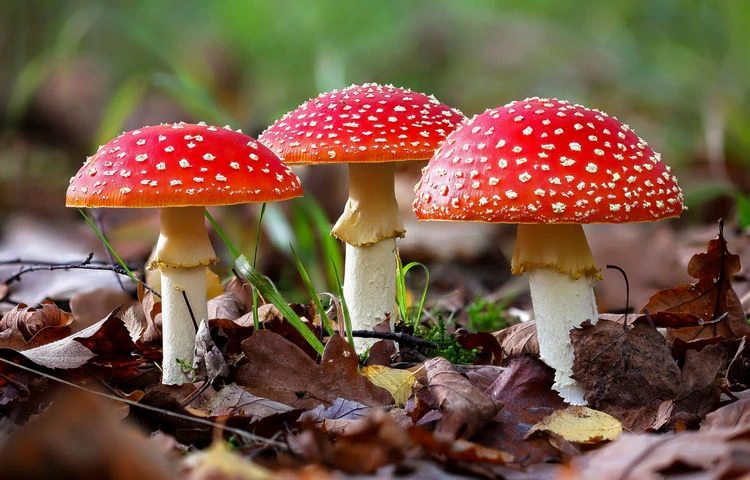 der fliegenpilz amanita muscaria