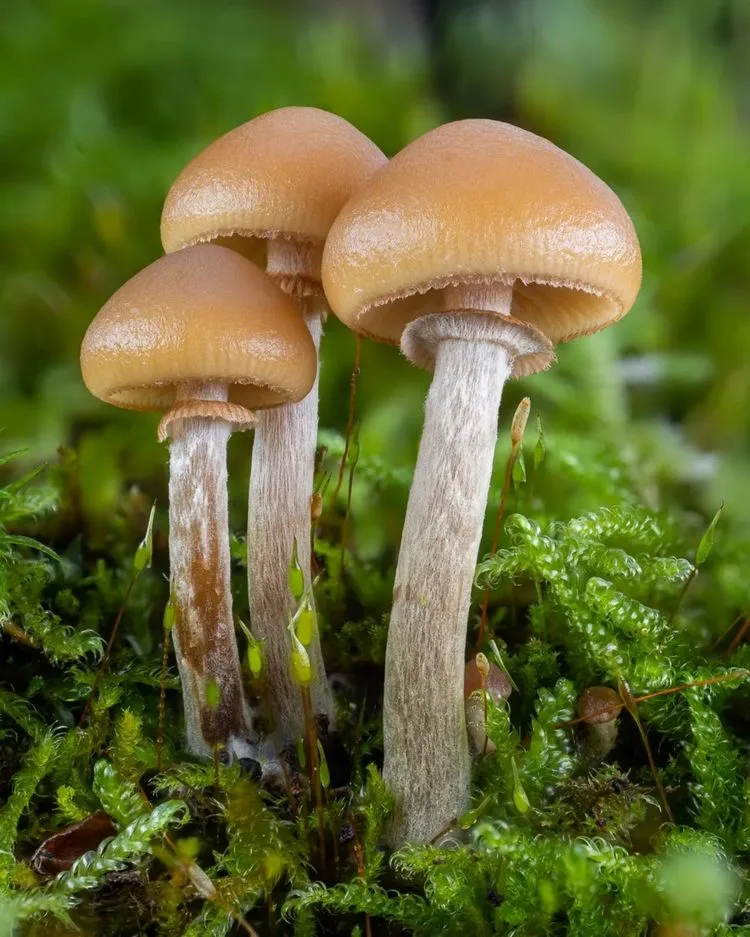 der gifthäubling galerina marginata