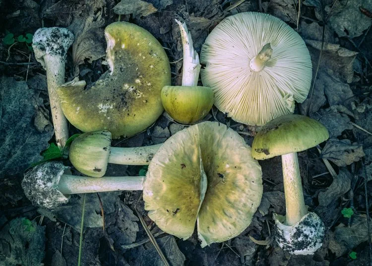 der grüne knollenblätterpilz (amanita phalloides)