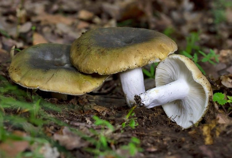 der grüne speise täubling (russula heterophylla)