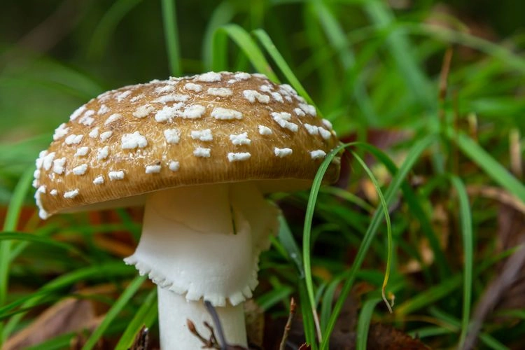 der pantherpilz amanita pantherina