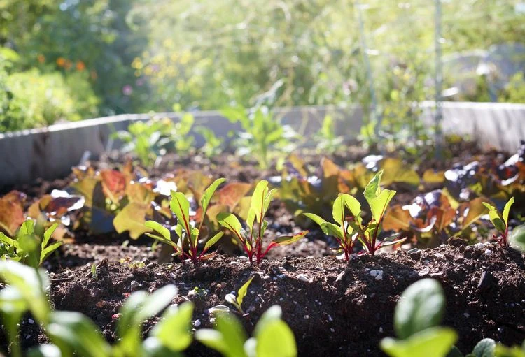 der turbo start jungpflanzen kaufen als option