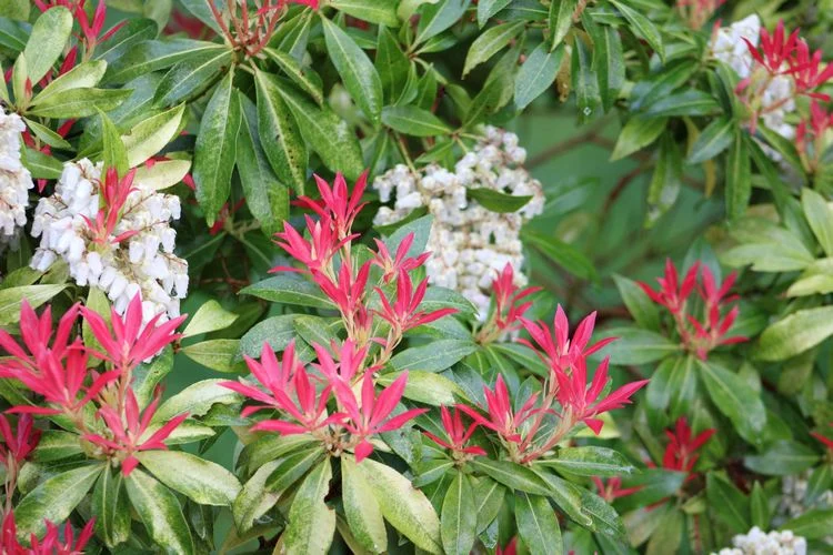 die antwort auf das rätsel was ist „japanischer lavendel“
