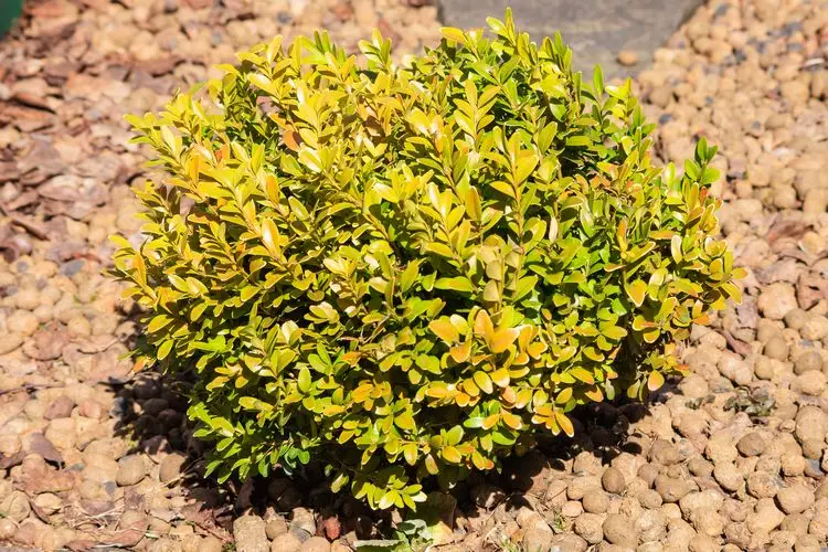 die richtige nachsorge für buchsbaum schritt für schritt