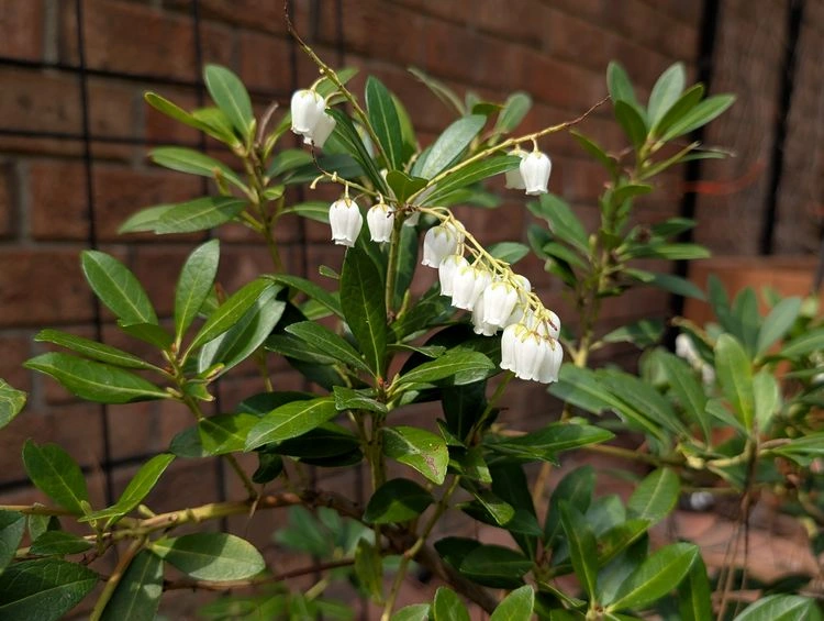 die richtige pflege für japanischen lavendel (japanische lavendelheide)