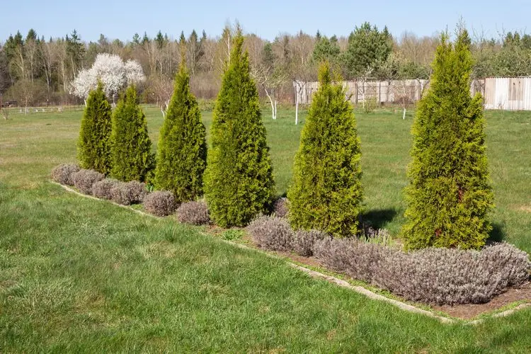 die richtige pflege gießen, schneiden, düngen