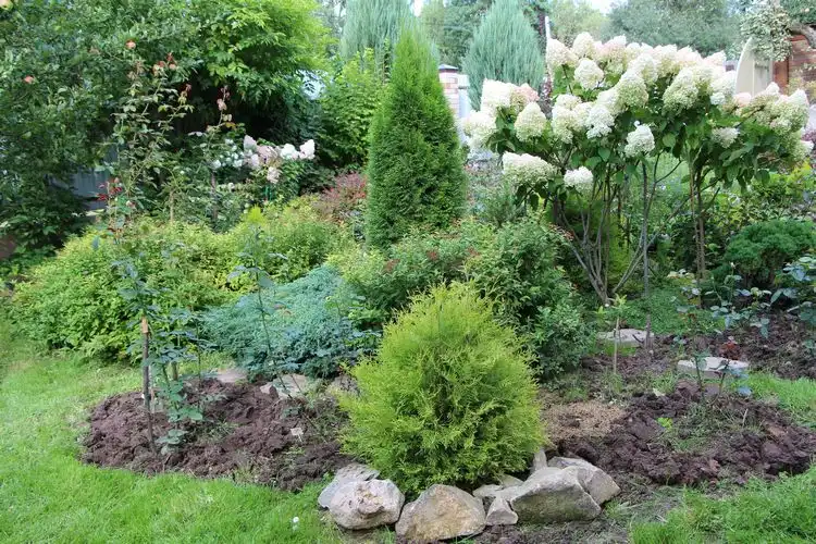 dünger thuja und hortensien lieben nährstoffe