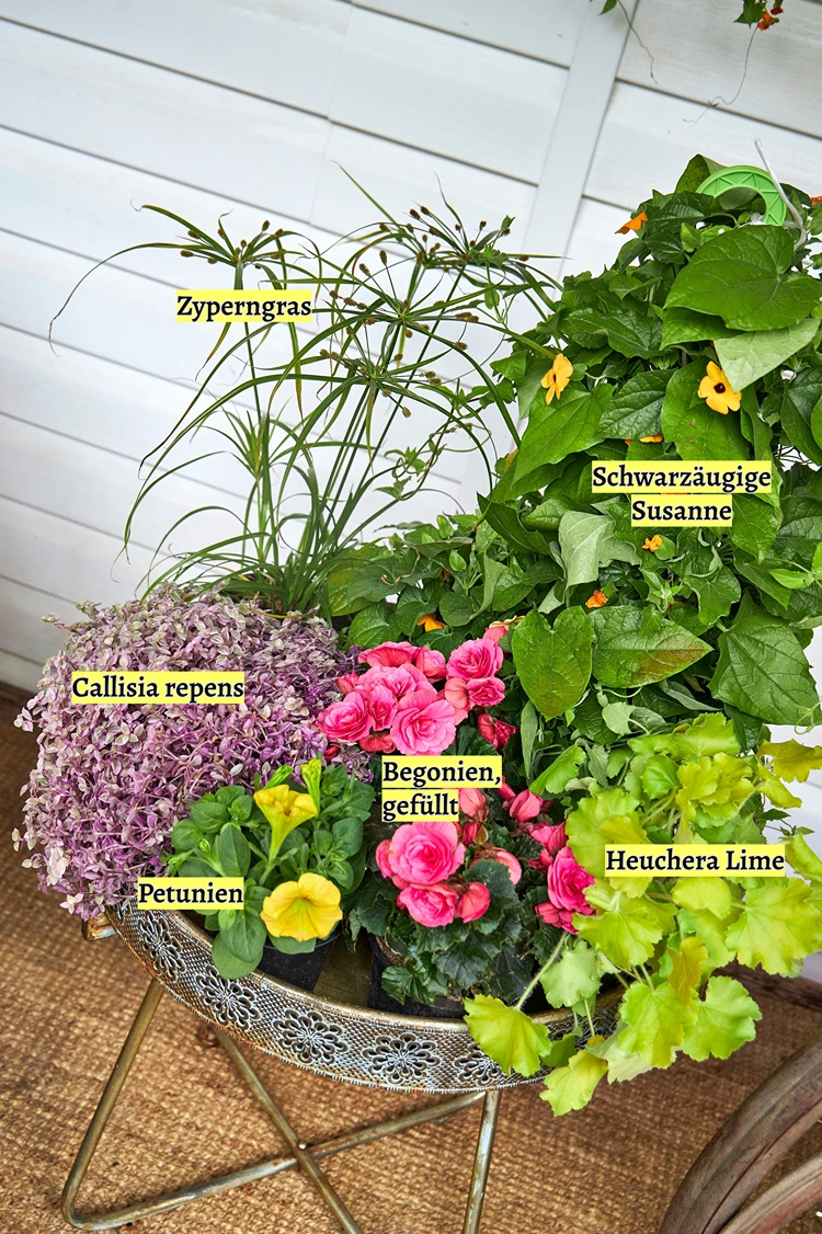 ein beispiel für strukturierte spätsommer bepflanzung für terrasse und balkon