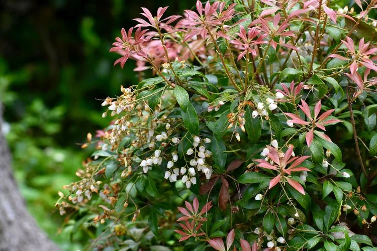 ein bild der winterharten schönen asiaten