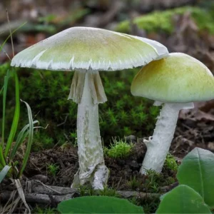 einer der tödlichsten pilze der grüne knollenblätterpilz