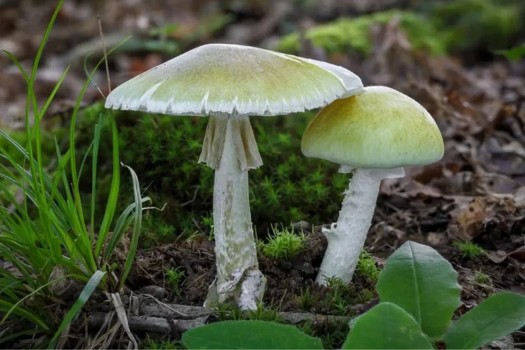 einer der tödlichsten pilze der grüne knollenblätterpilz