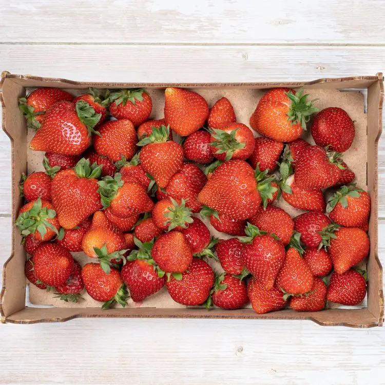 erdbeeren, die von juni bis oktober immer reifen