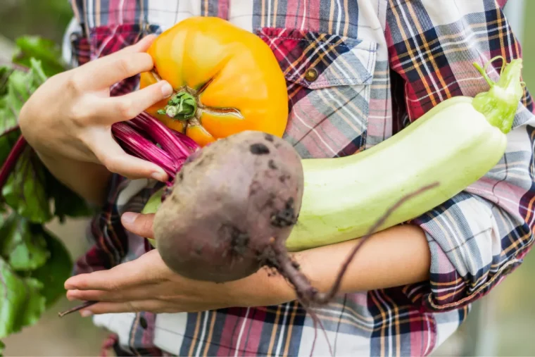 ernten, pflanzen und säen für den herbst was ist im gemüsegarten im august zu tun