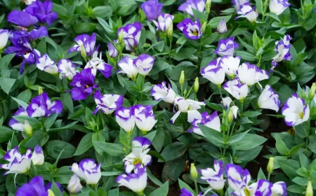 Eustoma für den Garten - Sorten für Deutschland, Pflege und Standort