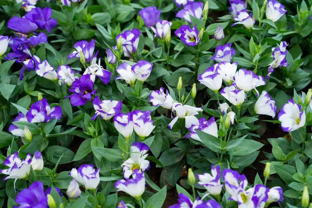 Eustoma für den Garten - Sorten für Deutschland, Pflege und Standort